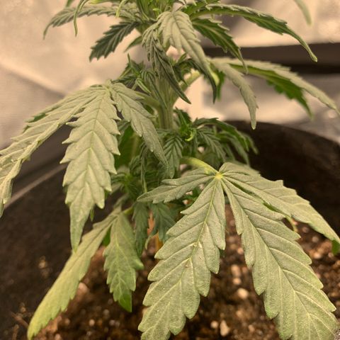 Qone 1.0 growlog photo: 3x node sites