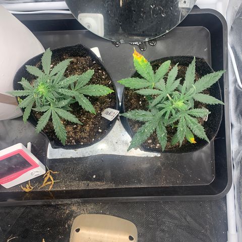 Qone 1.0 growlog photo: Lights moved up 150mm due to heat-stress (yellowing lower leaves)