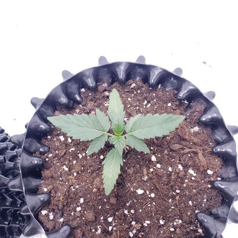 Sensi Skunk Automatic #1 growlog timeline photo