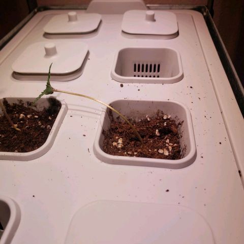 Sensi Skunk Automatic #1 growlog photo: Lampe Led Ikea vraiment pas assez puissante