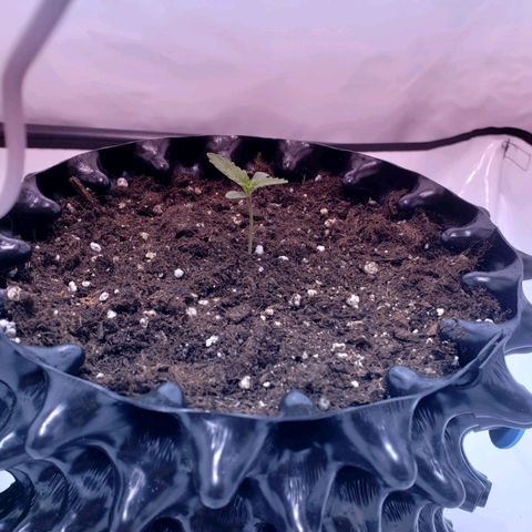 Sensi Skunk Automatic #1 growlog photo: La plante à très bien réagit au rempotage