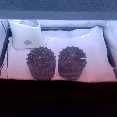 Sensi Skunk Automatic #1 growlog photo: J1 dans la box suite aux stretch des semis 