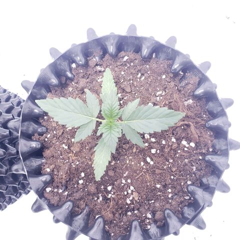 Sensi Skunk Automatic #1 growlog timeline photo