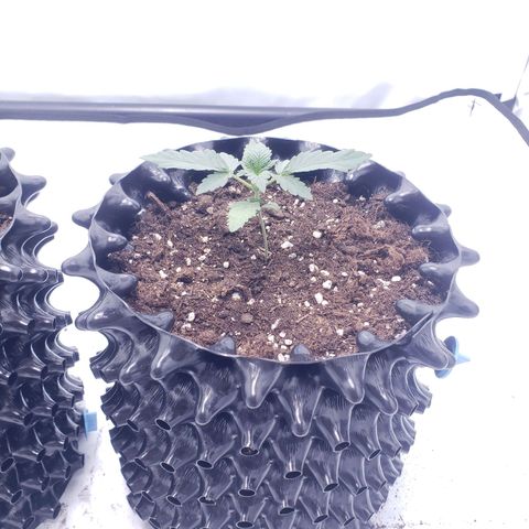 Sensi Skunk Automatic #1 growlog timeline photo