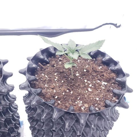 Sensi Skunk Automatic #1 growlog timeline photo