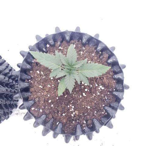 Sensi Skunk Automatic #1 growlog timeline photo
