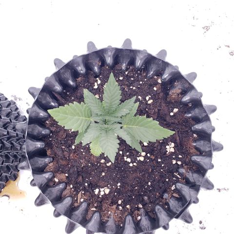 Sensi Skunk Automatic #1 growlog timeline photo