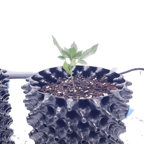 Sensi Skunk Automatic #1 growlog timeline photo