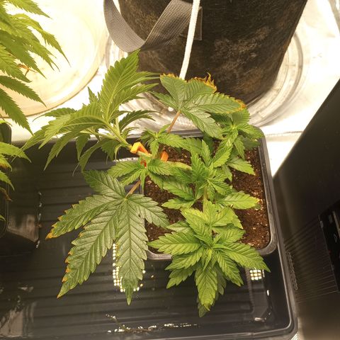 PZ #1 growlog photo: After moving LST clip 
