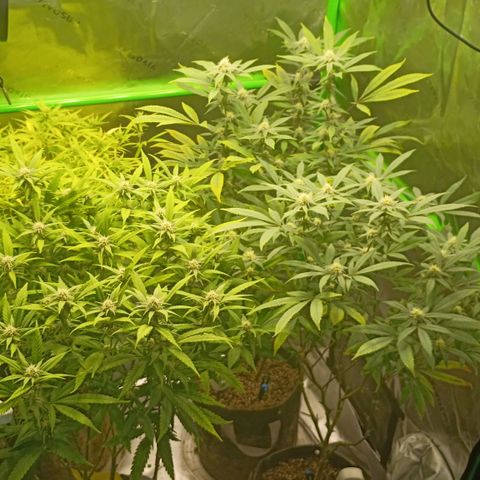 PZ #1 growlog timeline photo