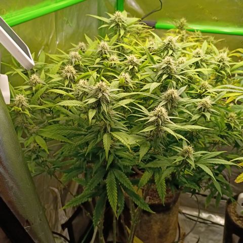 PZ #1 growlog timeline photo