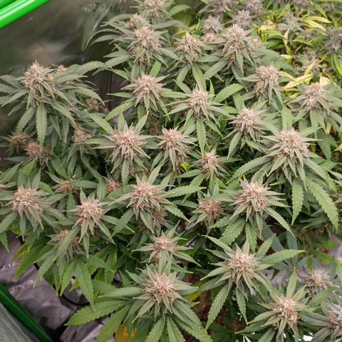 PZ #1 growlog timeline photo