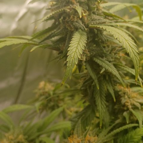PZ #1 growlog timeline photo