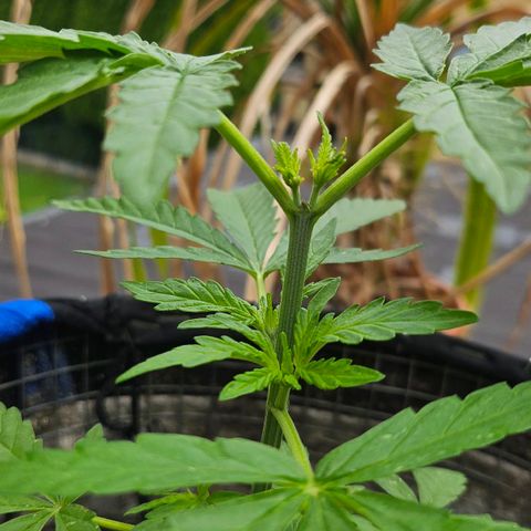 Královka 👑  growlog photo: Starting to see two new healthy stems growing after the topping