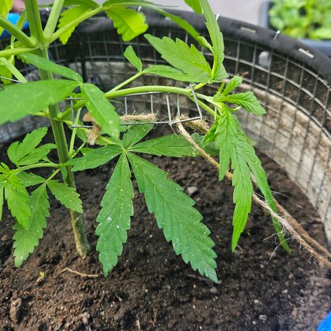 Královka 👑  growlog photo: Beautifull strong plant, no issues, every rainy day switches with a nice sunny period, only adding bits of nutes here and there