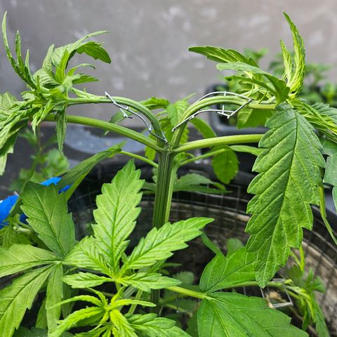 Královka 👑  growlog photo: Beautifull strong plant, no issues, every rainy day switches with a nice sunny period, only adding bits of nutes here and there
