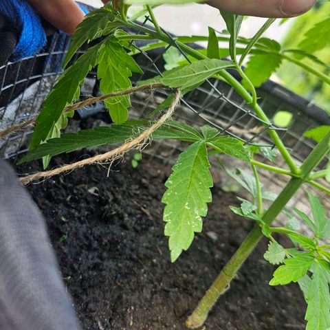 Královka 👑  growlog photo: Beautifull strong plant, no issues, every rainy day switches with a nice sunny period, only adding bits of nutes here and there