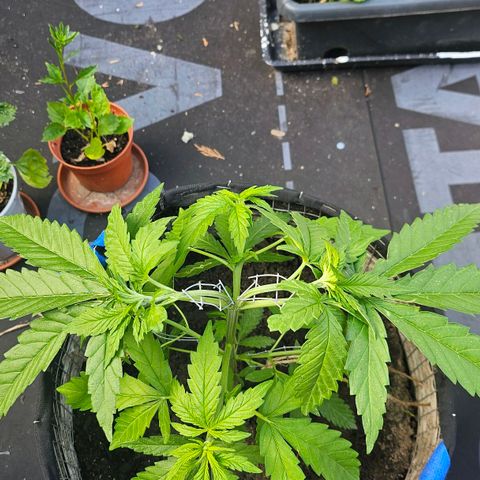 Královka 👑  growlog photo: Beautifull strong plant, no issues, every rainy day switches with a nice sunny period, only adding bits of nutes here and there
