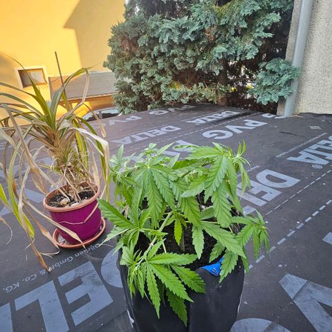 Královka 👑  growlog photo: Tried cloning, just for the fun and experience and who knows, it might work, super healthy at some spots a little bit of burn from spraying but its hardly anything major. 