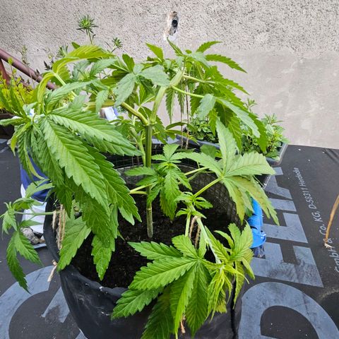 Královka 👑  growlog photo: Tried cloning, just for the fun and experience and who knows, it might work, super healthy at some spots a little bit of burn from spraying but its hardly anything major. 