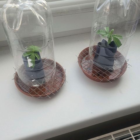 Královka 👑  growlog photo: Tried cloning, just for the fun and experience and who knows, it might work, super healthy at some spots a little bit of burn from spraying but its hardly anything major. 