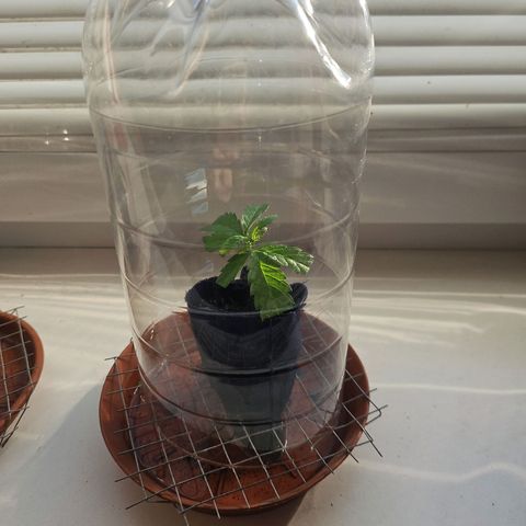 Královka 👑  growlog photo: Tried cloning, just for the fun and experience and who knows, it might work, super healthy at some spots a little bit of burn from spraying but its hardly anything major. 