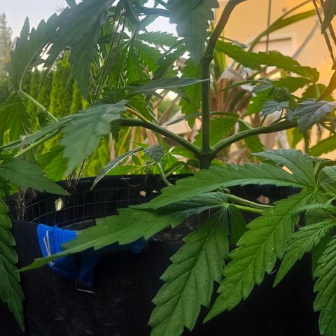 Královka 👑  growlog photo: Tried cloning, just for the fun and experience and who knows, it might work, super healthy at some spots a little bit of burn from spraying but its hardly anything major. 