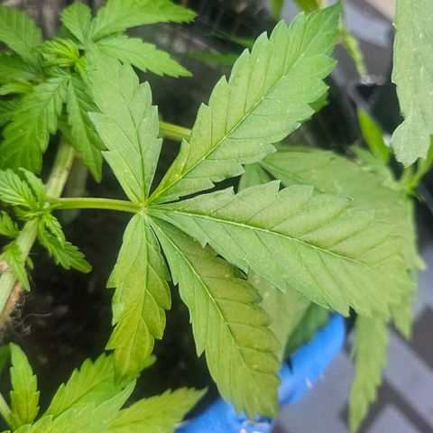 Královka 👑  growlog photo: Tried cloning, just for the fun and experience and who knows, it might work, super healthy at some spots a little bit of burn from spraying but its hardly anything major. 