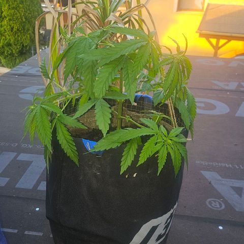 Královka 👑  growlog photo: Tried cloning, just for the fun and experience and who knows, it might work, super healthy at some spots a little bit of burn from spraying but its hardly anything major. 