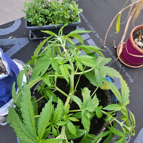 Královka 👑  growlog photo: Tried cloning, just for the fun and experience and who knows, it might work, super healthy at some spots a little bit of burn from spraying but its hardly anything major. 