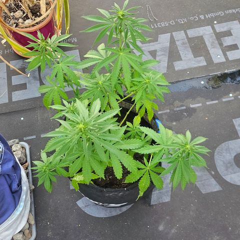 Královka 👑  growlog photo: After my week long vacation i came to this flowering beauty. Got her some water and tommorow will feed her some mix of banana stinging nettle and egg shells in water with some sugar