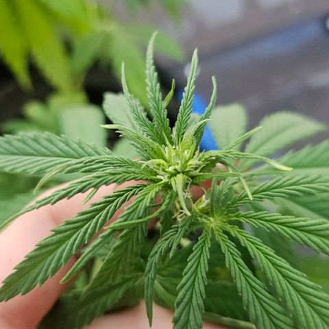Královka 👑  growlog photo: After my week long vacation i came to this flowering beauty. Got her some water and tommorow will feed her some mix of banana stinging nettle and egg shells in water with some sugar