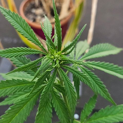 Královka 👑  growlog photo: After my week long vacation i came to this flowering beauty. Got her some water and tommorow will feed her some mix of banana stinging nettle and egg shells in water with some sugar