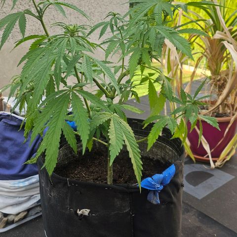 Královka 👑  growlog photo: After my week long vacation i came to this flowering beauty. Got her some water and tommorow will feed her some mix of banana stinging nettle and egg shells in water with some sugar
