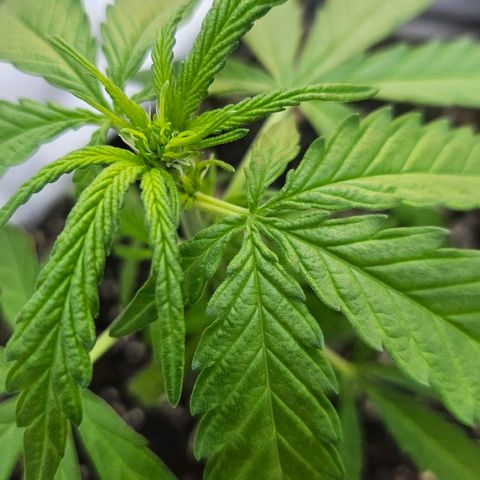 Královka 👑  growlog photo: After my week long vacation i came to this flowering beauty. Got her some water and tommorow will feed her some mix of banana stinging nettle and egg shells in water with some sugar