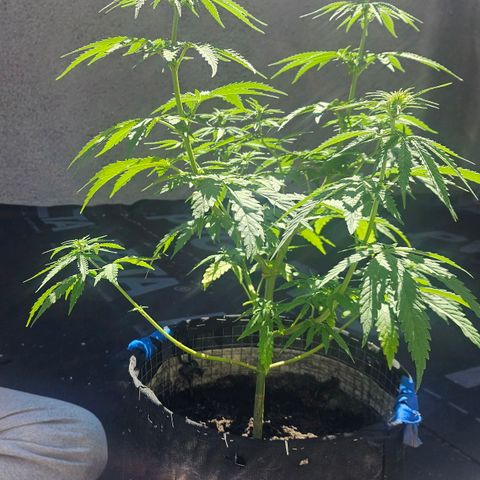 Královka 👑  growlog photo: 3 pics  before and 3 pics aftet