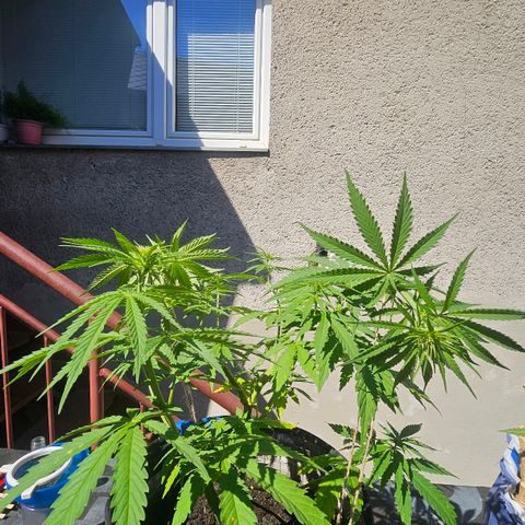 Královka 👑  growlog photo: 3 pics  before and 3 pics aftet