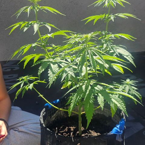 Královka 👑  growlog photo: 3 pics  before and 3 pics aftet