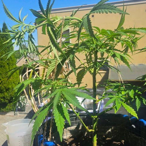 Královka 👑  growlog photo: 3 pics  before and 3 pics aftet