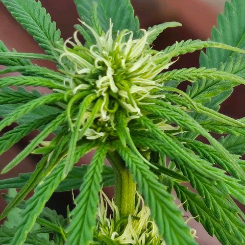 Královka 👑  growlog photo: Beautiful pistils but noticed some small tip burns but nothing major