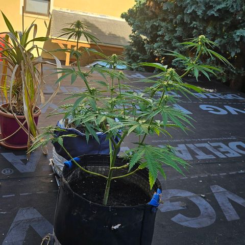 Královka 👑  growlog photo: Beautiful pistils but noticed some small tip burns but nothing major