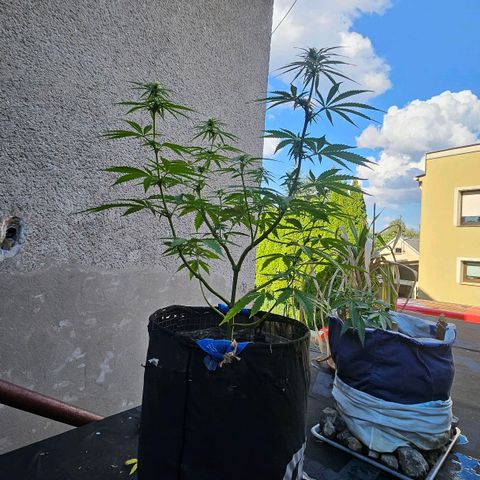 Královka 👑  growlog photo: Beautiful pistils but noticed some small tip burns but nothing major