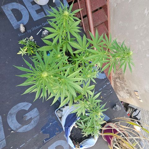 Královka 👑  growlog photo: Beautiful pistils but noticed some small tip burns but nothing major