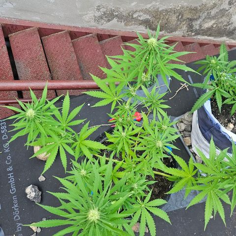 Královka 👑  growlog photo: About 500-750g soil