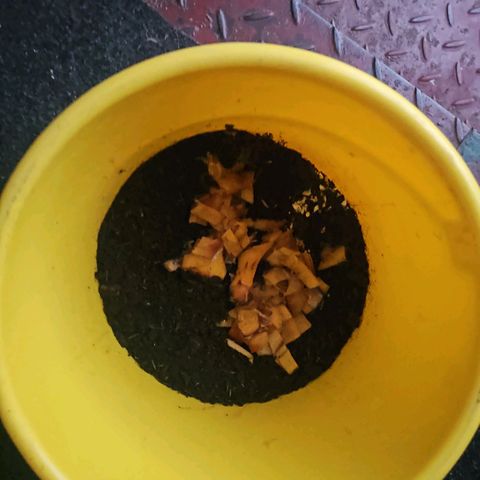 Královka 👑  growlog photo: About 500-750g soil