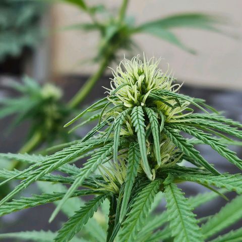 Královka 👑  growlog photo: About 500-750g soil