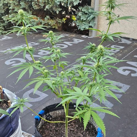 Královka 👑  growlog photo: About 500-750g soil