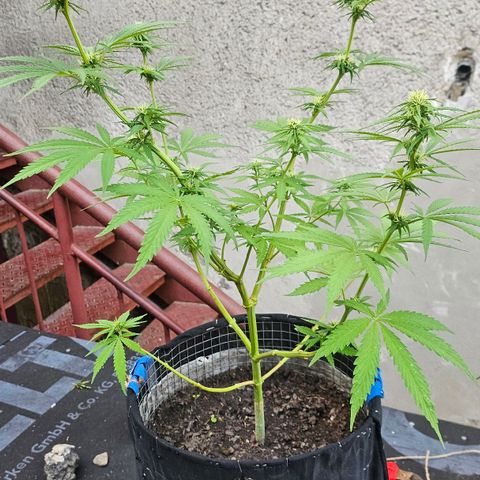 Královka 👑  growlog photo: About 500-750g soil