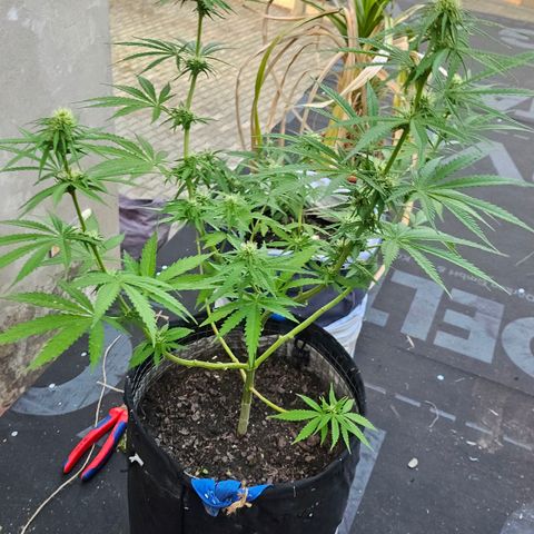 Královka 👑  growlog photo: About 500-750g soil