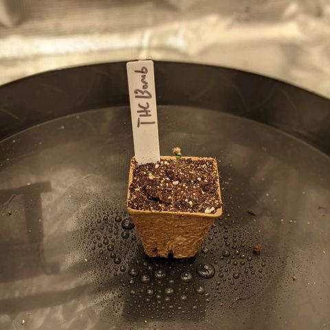 THC Bomb growlog timeline photo